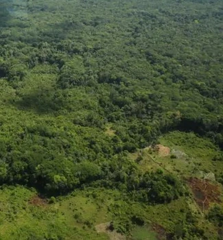 Imagem - Edital pretende recuperar a Floresta Amazônica
