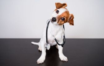 8 dicas para prevenir que o seu animal fique doente 