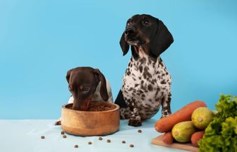 4 curiosidades sobre o paladar dos cachorros