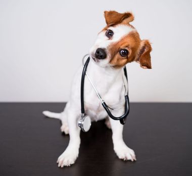 Imagem - 8 dicas para prevenir que o seu animal fique doente 