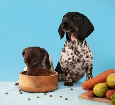 Imagem - 4 curiosidades sobre o paladar dos cachorros