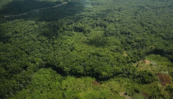 Pará registra queda histórica nos incêndios florestais em agosto; 90,5% a menos que em 2024