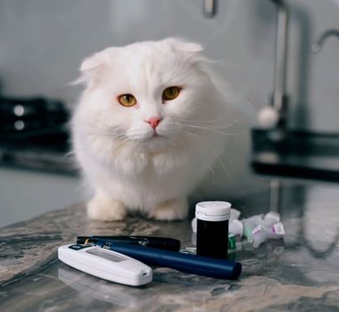 Imagem - Conheça os sintomas do diabetes em animais de estimação