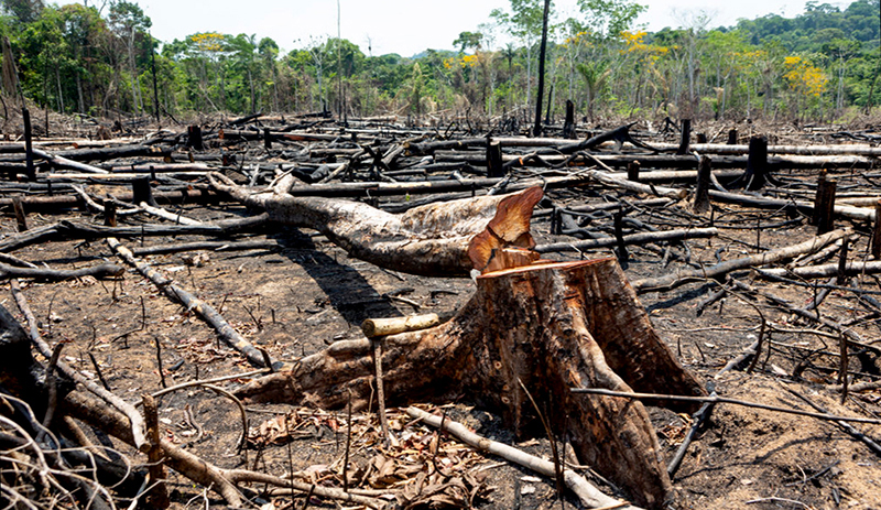 Desmatamento provoca impactos no clima