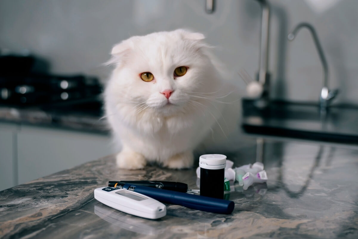 O diabetes também pode afetar os animais de estimação (Imagem: VSh PRODUCTION | Shutterstock) 