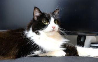 4 características do gato da raça ragamuffin 