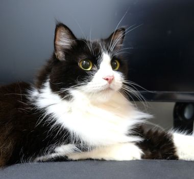 Imagem - 4 características do gato da raça ragamuffin 