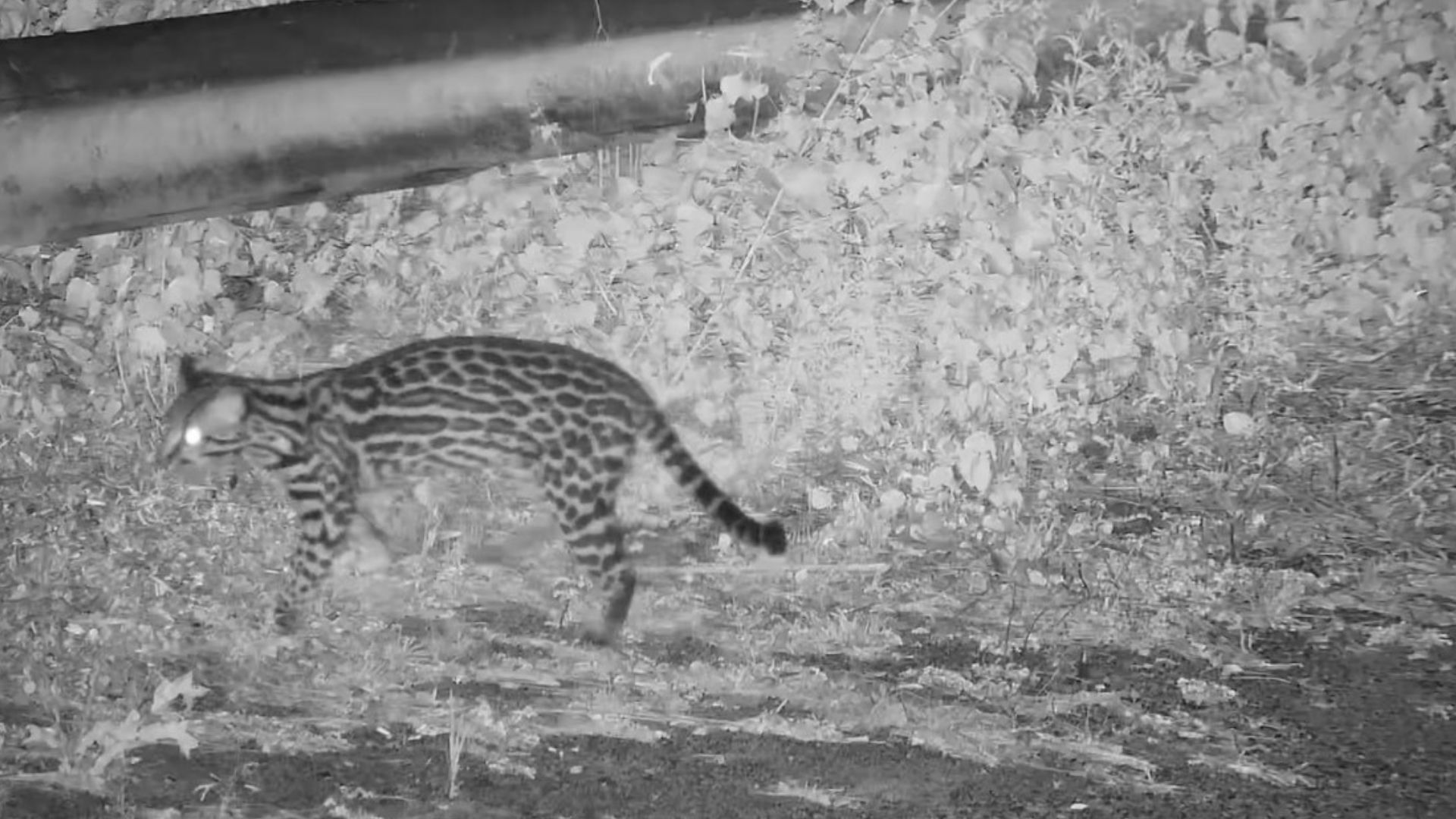 Felino foi flagrado circulando em área ambiental