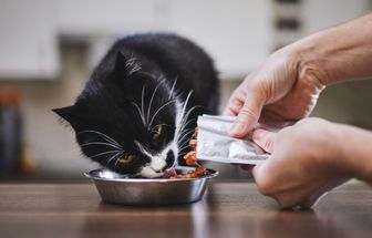 10 dicas para escolher o sachê para o gato 