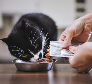 Imagem - 10 dicas para escolher o sachê para o gato 