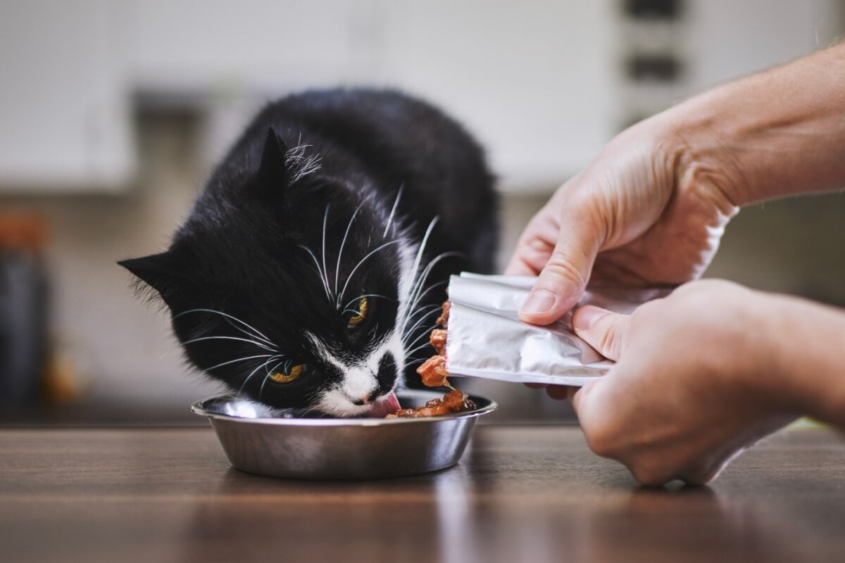 Imagem - 10 dicas para escolher o sachê para o gato 