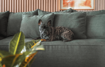 6 dicas para escolher tecidos resistentes para casa com pets