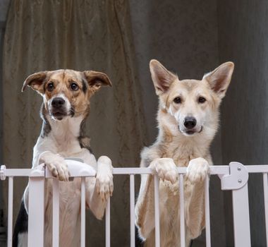 Imagem - 8 dicas para deixar a casa segura para o animal de estimação 