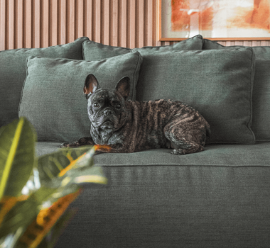 Imagem - 6 dicas para escolher tecidos resistentes para casa com pets