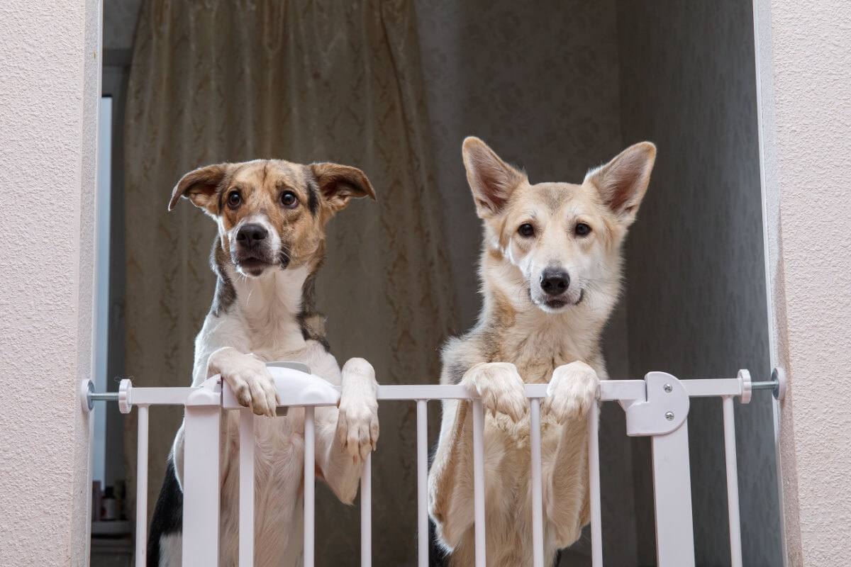 Imagem - 8 dicas para deixar a casa segura para o animal de estimação 