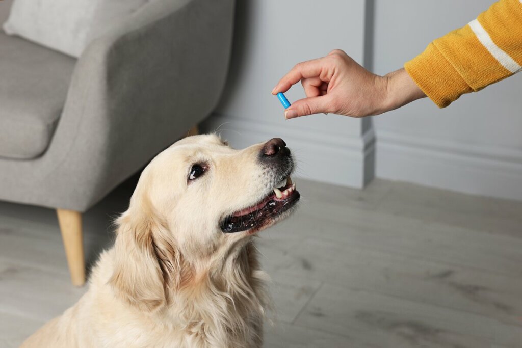 Medicamentos de uso humano podem ser perigosos para os animais (Imagem: New Africa | Shutterstock)