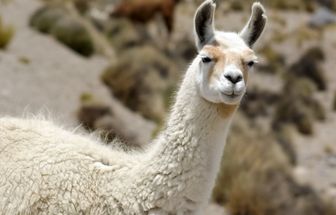 8 curiosidades interessantes sobre as lhamas