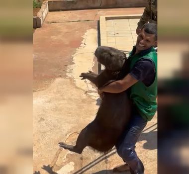 Imagem - Capivaras invadem a Papuda e mobilizam policiais em resgate