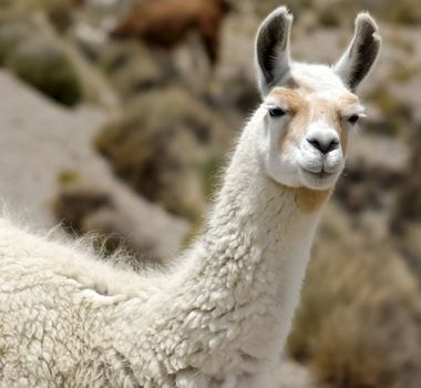 Imagem - 8 curiosidades interessantes sobre as lhamas