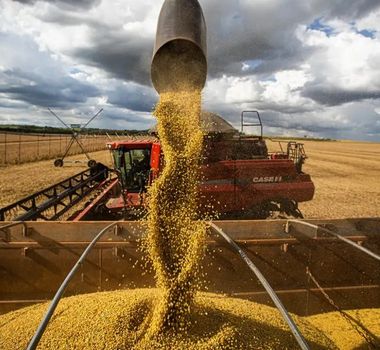 Imagem - Safra de grãos do Pará tem aumento de 13,5% na safra 2024/25, aponta a Conab