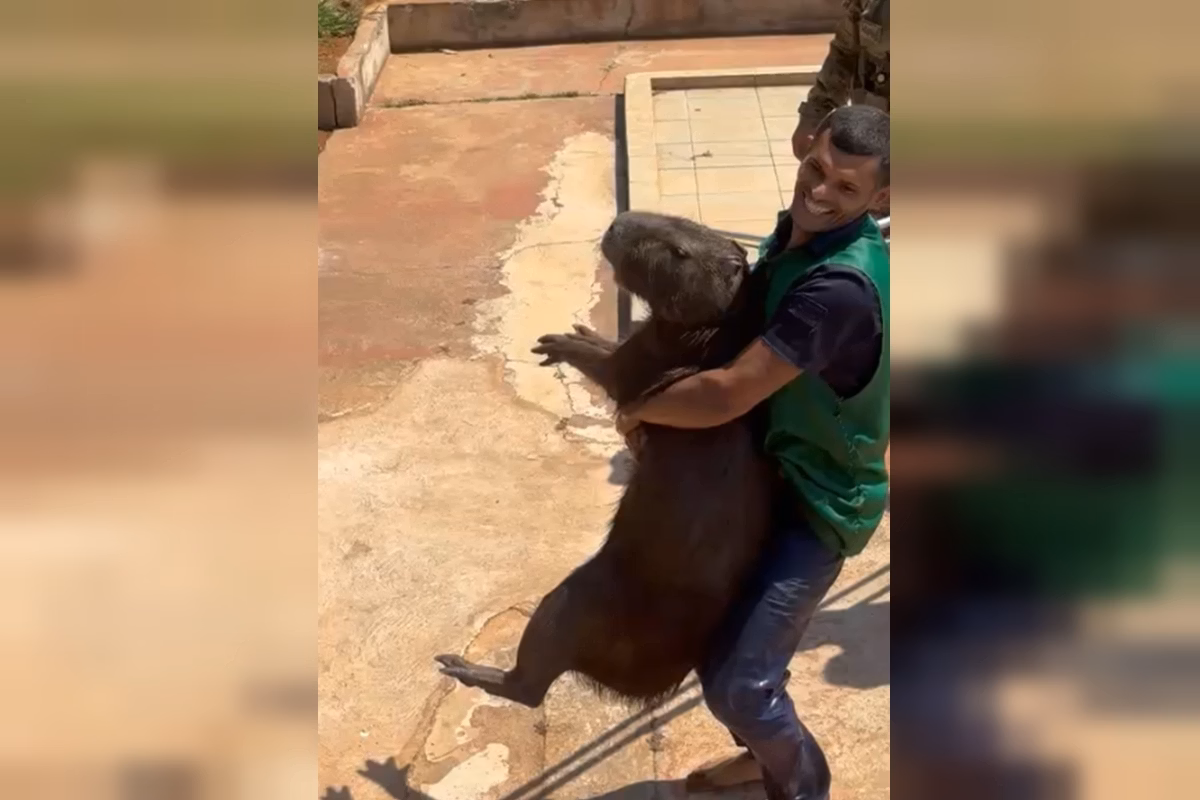 Capivaras invadem a Papuda e mobilizam policiais em resgate