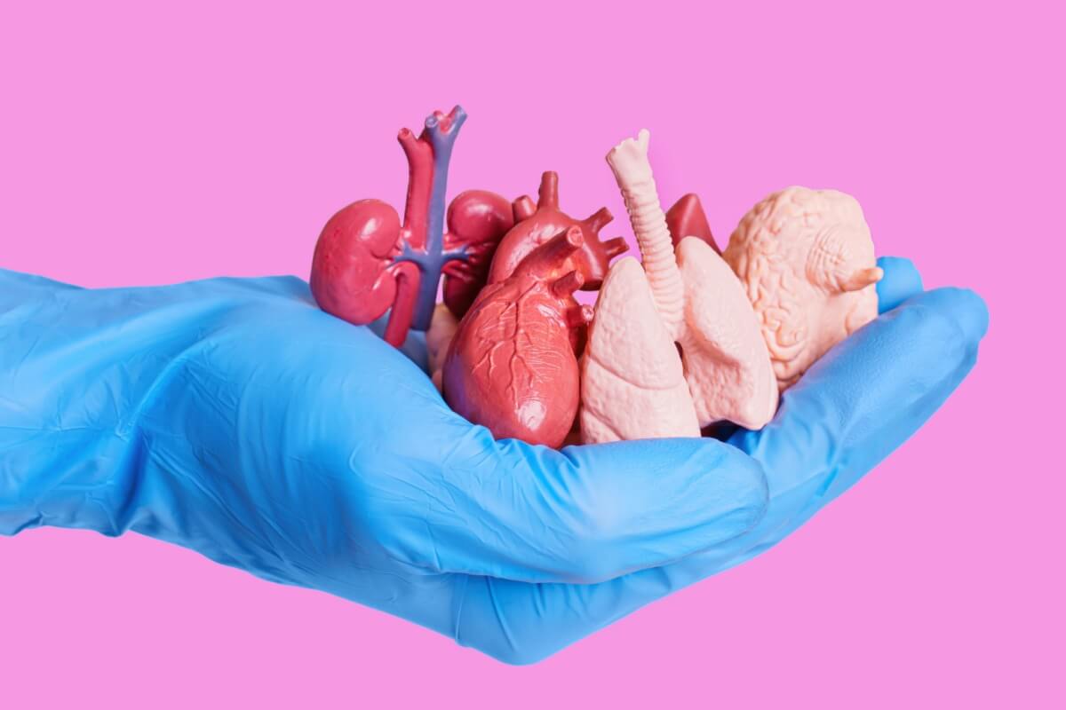 A doação de órgãos é um ato de solidariedade e pode transformar vidas (Imagem: Chizhevskaya Ekaterina | Shutterstock)