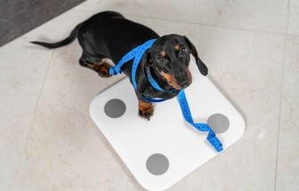 Conheça as causas e os riscos da obesidade em animais de estimação