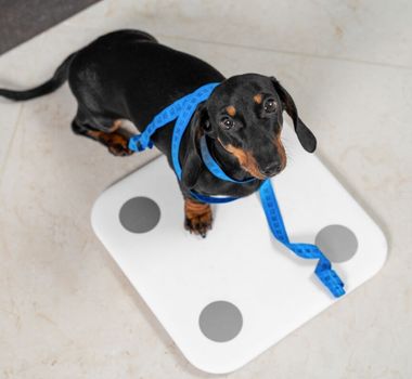 Imagem - Conheça as causas e os riscos da obesidade em animais de estimação