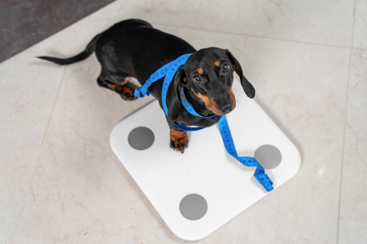 A obesidade prejudica a qualidade de vida dos animais de estimação (Imagem: Masarik | Shutterstock) 