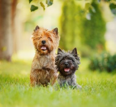 Imagem - 4 características do cachorro da raça cairn terrier 