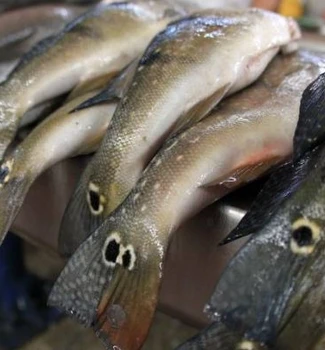 Imagem - Preço do pescado registra queda pelo quarto mês seguido, segundo Dieese