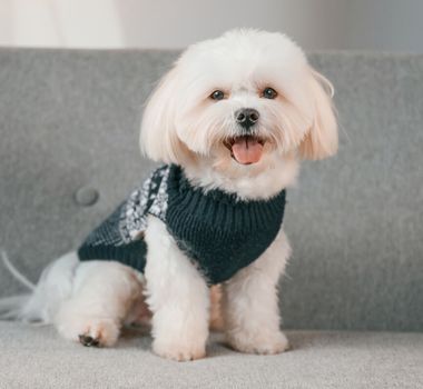 Imagem - 7 raças de cachorro com aparência de filhote 