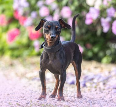 Imagem - 14 curiosidades sobre o cachorro da raça pinscher