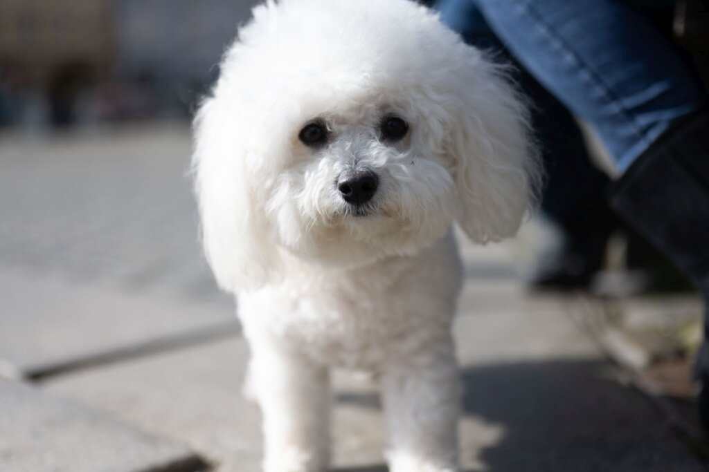 O bichon frisé tem pela pelagem branca, encaracolada e volumosa (Imagem: Michaela Holubova | Shutterstock)