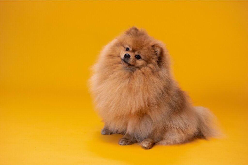 O lulu da pomerânia tem rosto pequeno, olhos arredondados e pelagem densa (Imagem: Erika.Mendes | Shutterstock)