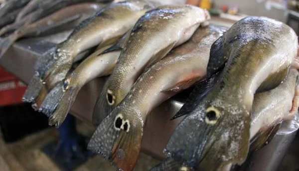 Preço do pescado registra queda pelo quarto mês seguido, segundo Dieese