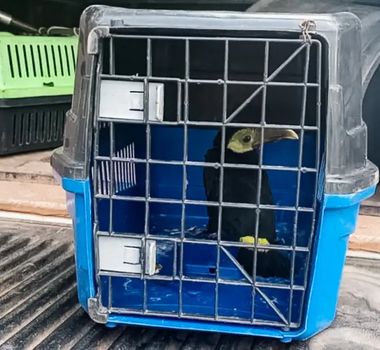 Imagem - Filhote de tucano é resgatado após ser encontrado em área residencial na Grande Belém