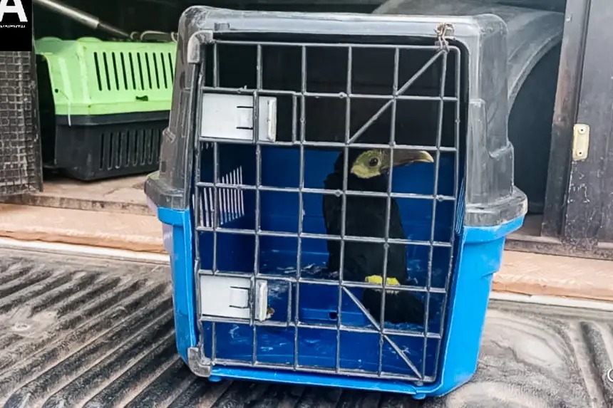 Imagem - Filhote de tucano é resgatado após ser encontrado em área residencial na Grande Belém