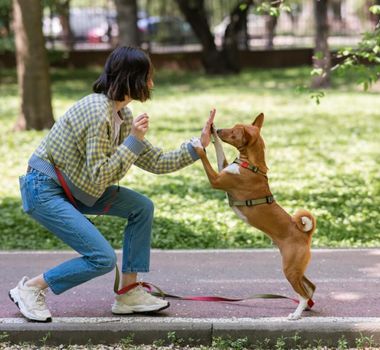 Imagem - 8 erros para não cometer no adestramento do cachorro 