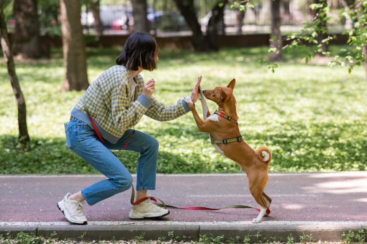 Um adestramento adequado exige paciência, constância e técnica (Imagem: Reshetnikov_art | Shutterstock)