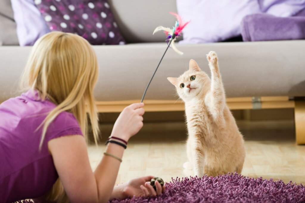 O nome Tico combina com gatos cheios de energia (Imagem: Dora Zett | Shutterstock)