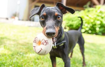 11 cuidados importantes com a raça pinscher 