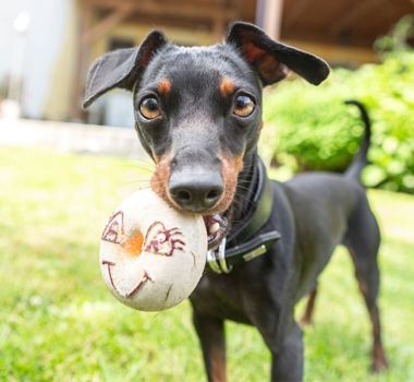 Imagem - 11 cuidados importantes com a raça pinscher 