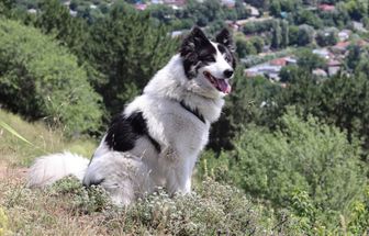 4 características do cachorro da raça yakutian laika 