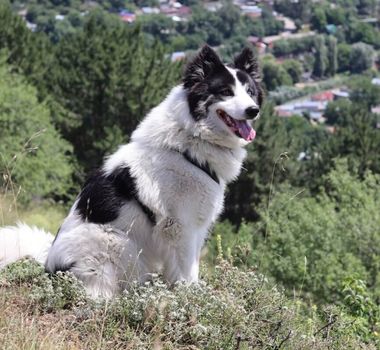 Imagem - 4 características do cachorro da raça yakutian laika 