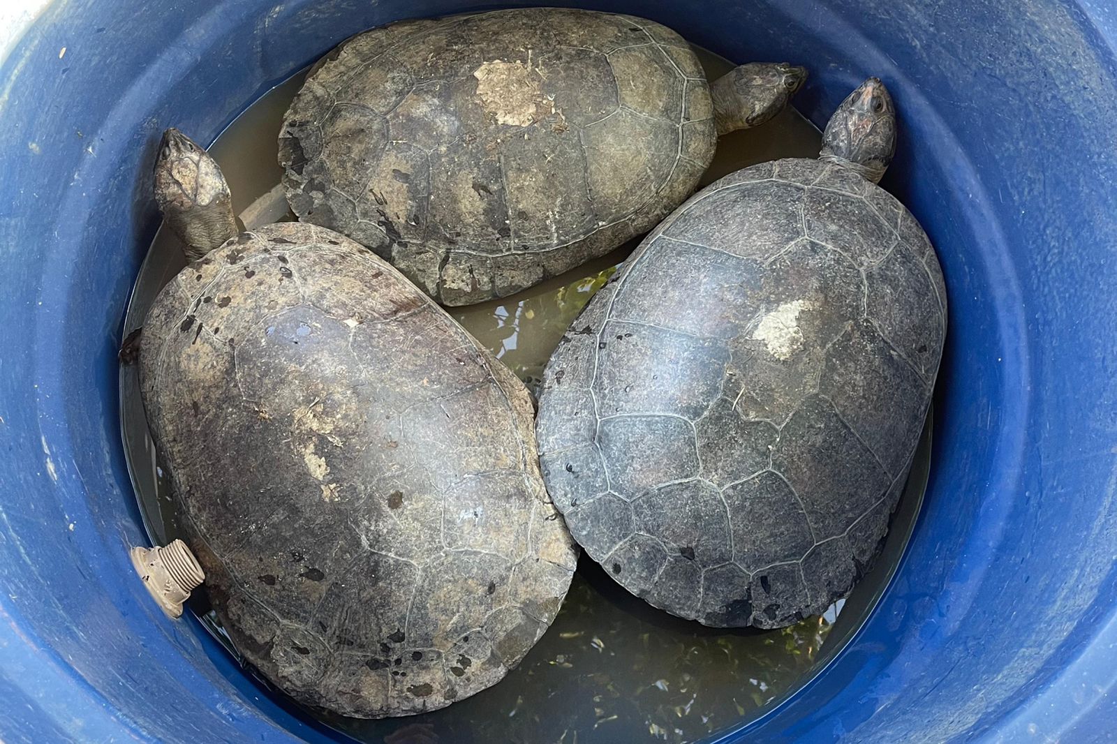 Imagem - Vídeo: dez tartarugas-da-amazônia são resgatadas durante fiscalização no Pará