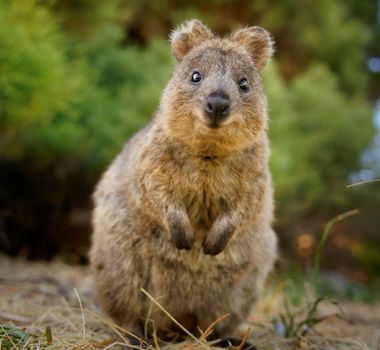 Imagem - 7 curiosidades interessantes sobre o quokka 