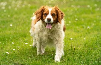 7 raças de cachorro francesas 