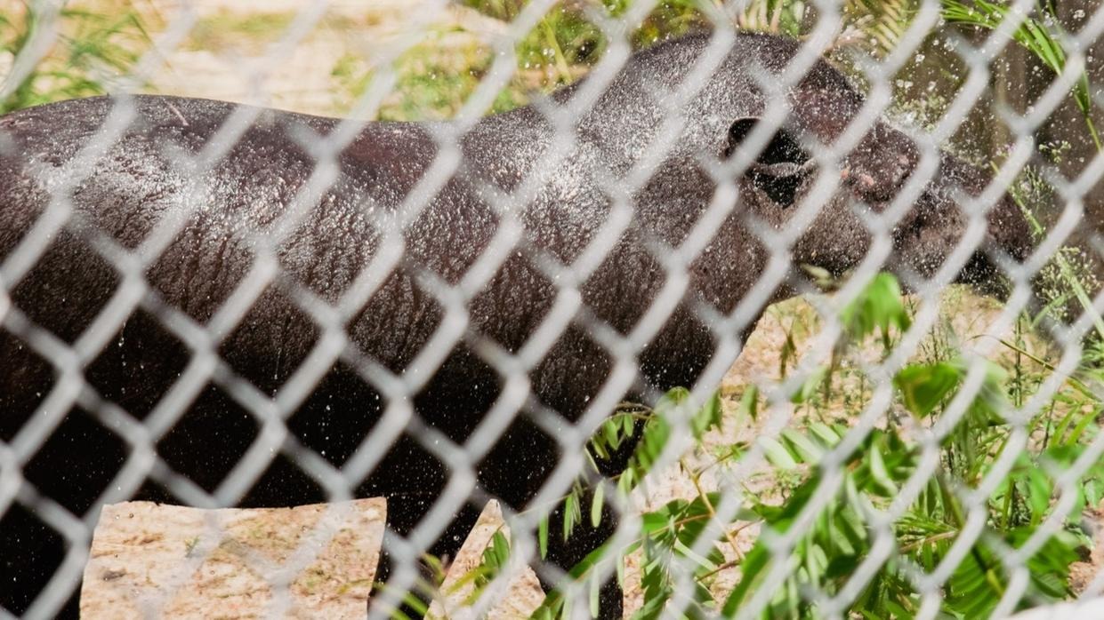 Imagem - Zoológico de Fortaleza recebe 17 animais do Pará
