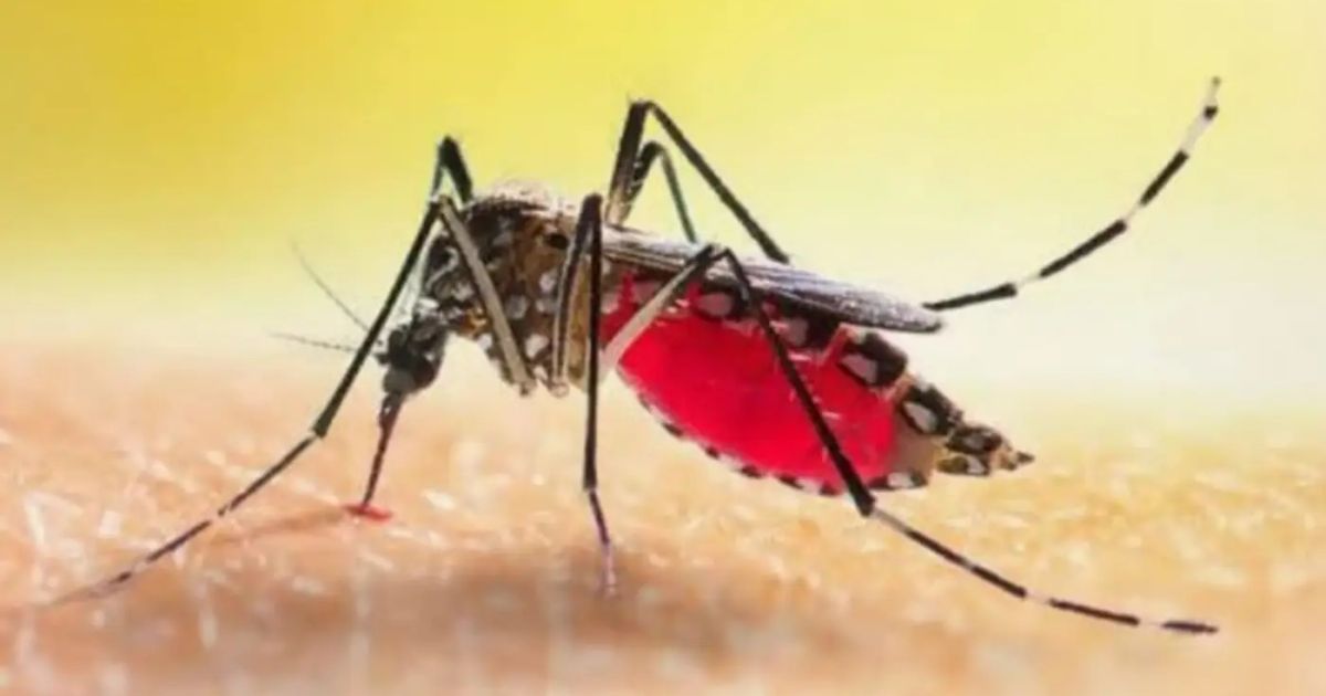 Entre 1º de janeiro e 20 de setembro, o Brasil registrou 96.159 casos confirmados e 111 mortes por chikungunya - 